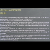 Ricin, Ricinus communis (txt)